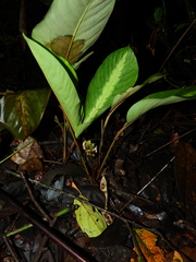 Goeppertia maasiorum
