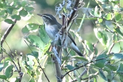 Phylloscopus examinandus