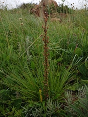 Disa aconitoides