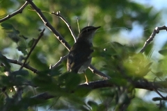Phylloscopus examinandus