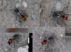 Cephalomutilla haematodes