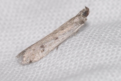 Phycitodes albatella