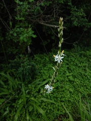 Chlorophytum bowkeri