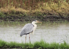 Ardea cinerea