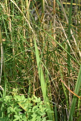 Cyperus serotinus