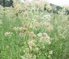 Hymenopappus