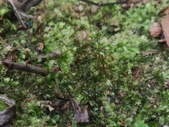 Brachythecium rutabulum