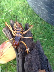 Hemideina crassidens
