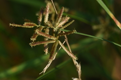 Cyperus serotinus