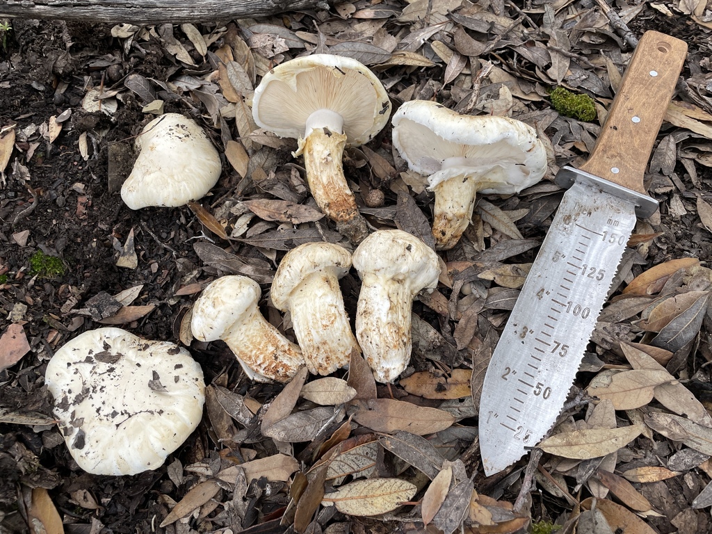 Mesoamerican Matsutake from Sierra Vista Southeast, AZ, USA on August 09, 2021 at 0332 PM by
