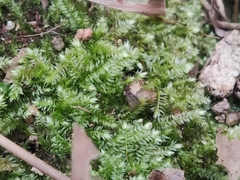 Brachythecium rutabulum