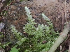 Brachythecium rutabulum