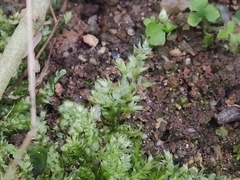 Brachythecium rutabulum