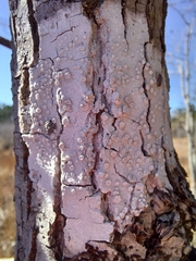 Lecanora caesiorubella glaucomodes