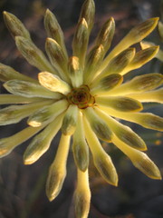 Petrophile brevifolia