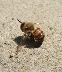 Apis mellifera