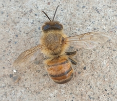 Apis mellifera