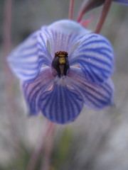 Thelymitra campanulata