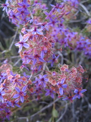 Calytrix eneabbensis