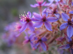 Calytrix eneabbensis