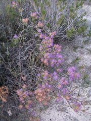 Calytrix eneabbensis