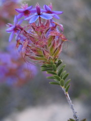Calytrix eneabbensis