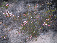 Chamelaucium micranthum