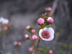 Chamelaucium micranthum