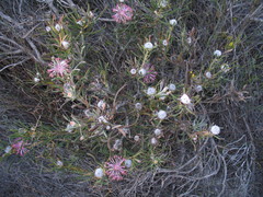 Isopogon adenanthoides
