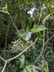 Koanophyllon pittieri