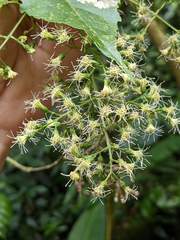 Koanophyllon pittieri