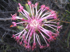 Isopogon adenanthoides