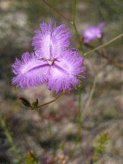 Thysanotus sabulosus
