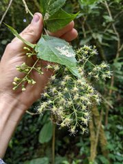 Koanophyllon pittieri