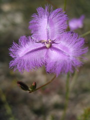 Thysanotus sabulosus