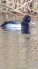 Aythya affinis × collaris
