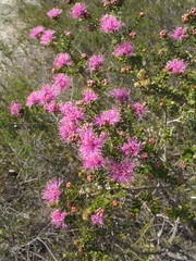 Melaleuca orbicularis