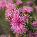 Melaleuca orbicularis - Photo (c) Anneke Jonker, algunos derechos reservados (CC BY-NC), subido por Anneke Jonker