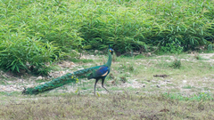Pavo muticus