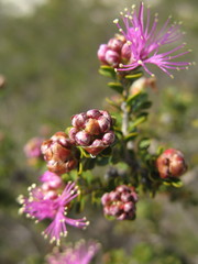 Melaleuca orbicularis