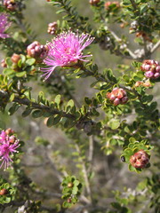Melaleuca orbicularis