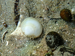 Loripes orbiculatus