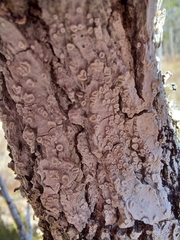 Lecanora caesiorubella glaucomodes