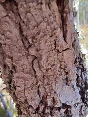 Lecanora caesiorubella glaucomodes