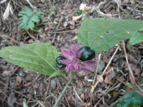 Clerodendrum capitatum image