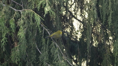 Zosterops poliogastrus