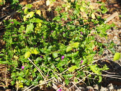 Hypoestes purpurea
