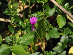 Hypoestes purpurea