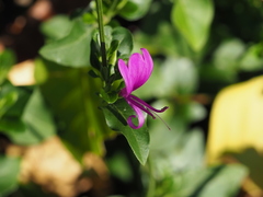 Hypoestes purpurea