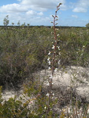 Stylidium carnosum